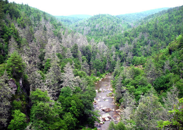 Trees known as gray ghosts are a common sight in the southern Appalachians. A hemlock woolly adegid infestation has killed many hemlock trees in the Linville Gorge area of Pisgah National Forest in North Carolina. U.S. Forest Service photo by Steve Norman.