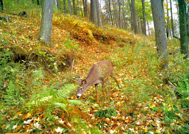 Male deer browsing vegetation at experimental plot in Allegheny National Forest, Pennsylvania.  Picture taken with game camera. 