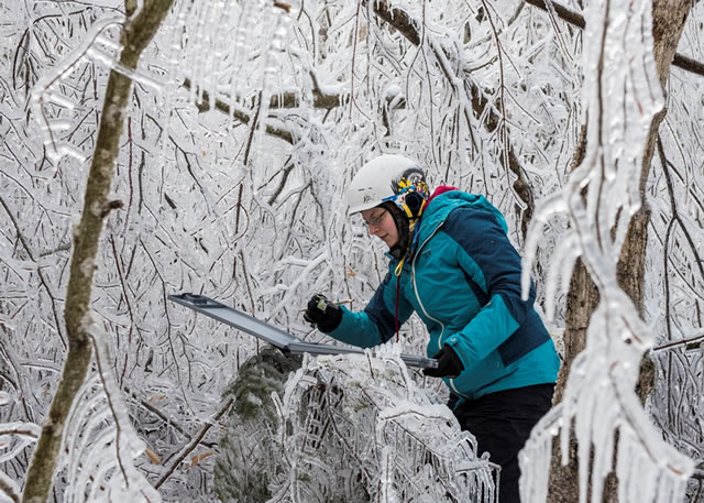 Masters student, Wendy Leunberger, takes measurements following a simulated ice storm experiment at the Hubbard Brook Experimental Forest.  Photo by Joe Klementovitch