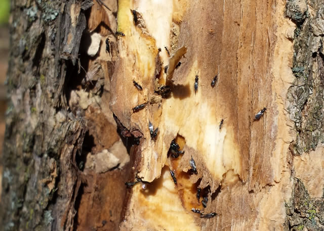 Adult Tetrastichus planipennisi, an introduced biocontrol agent of Emerald Ash Borer (EAB), emerging from an EAB larva feeding under the bark of an ash tree. Photo by Leah Bauer, USDA Forest Service 