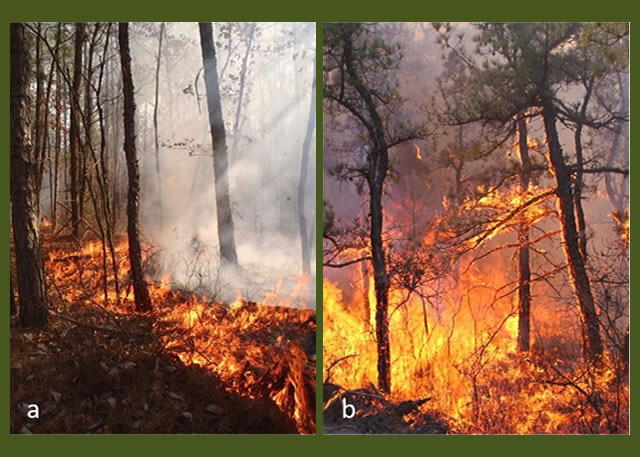 a) a low intensity surface fire and b) a high intensity fire starting to transition to the forest canopy in the Pinelands National Reserve, New Jersey.  Photos by  Michael Gallagher and Nicholas Skowronski, USDA Forest Service