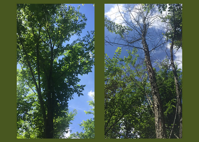 Healthy American elm tree (left) and a tree that has succumb to DED (right).  Photo by Charles Flower, USDA Forest Service