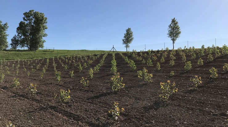 Hybrid poplars planted to reduce runoff and filter subsurface water flow from a landfill in southeastern Wisconsin, USA.   photo by Ron Zalesny, USDA Forest Service