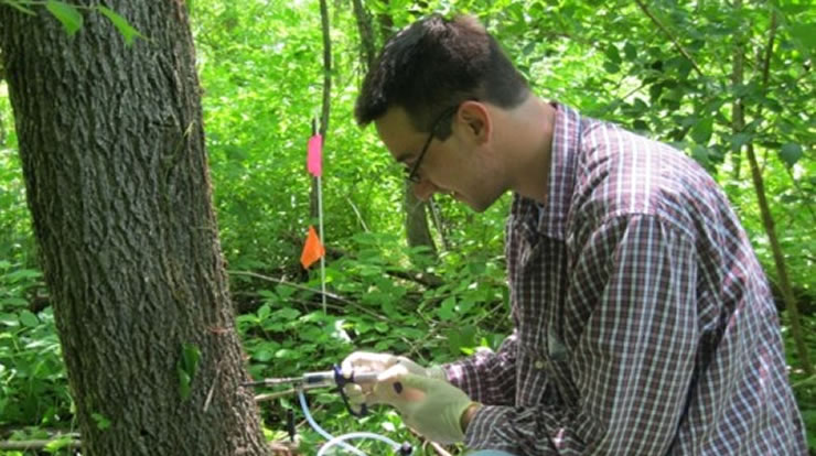 Researcher injecting an ash tree with insecticide. photo by Kyle Costilow, USDA Forest Service 