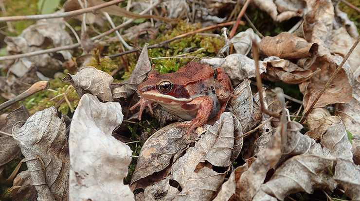 A wood frog sitting within decaying black ash leaves in a wetland forest in northern Minnesota on the Chippewa National Forest. Photo by Melissa Youngquist, University of Minnesota