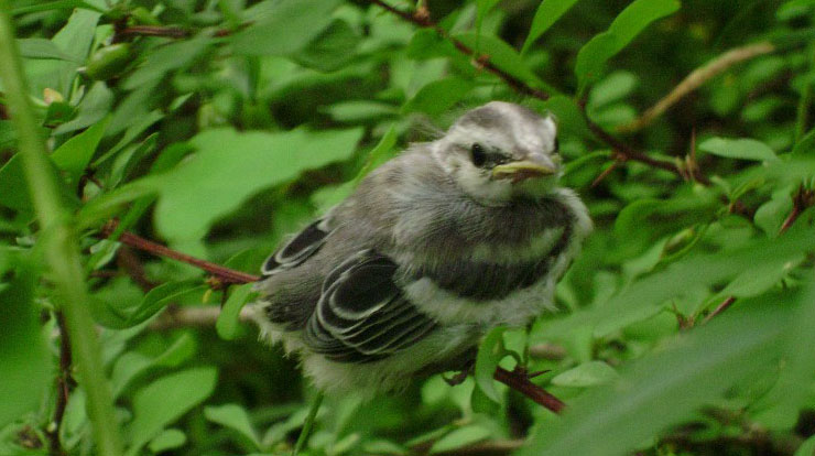 A fledgling Cerulean Warbler roosting in dense understory. Forest Service photo by Scott Stoleson.
