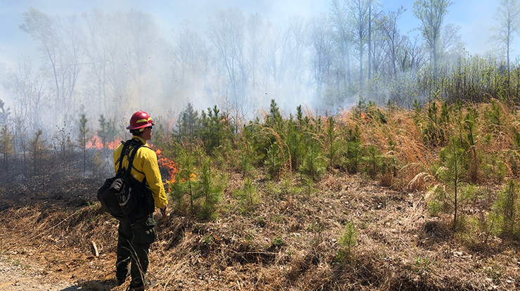 The Jefferies burn on the Hoosier National Forest in Indiana.  USDA Forest Service photo.