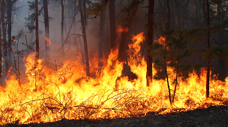Example wildland (prescribed) fire event within the New Jersey Pine Barrens during which momentum and heat fluxes were measured.. Forest Service photo by Nicholas Skowronski.