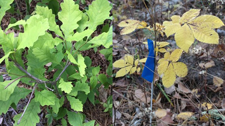 Seedlings of white oak (left) and bitternut hickory (right) planted in a northern Minnesota red pine forest on the Cutfoot Experimental Forest in northern Minnesota. Forest Service photo by Brian Palik.