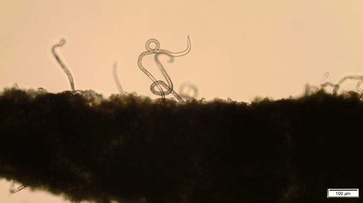 Image of a newly recognized subspecies of the anguinid nematode Litylenchus crenatae subsp. mccannii Image of a newly recognized subspecies of the anguinid nematode Litylenchus crenatae subsp. mccannii