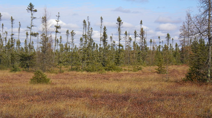  Image of an unditched peatland in northern Minnesota.