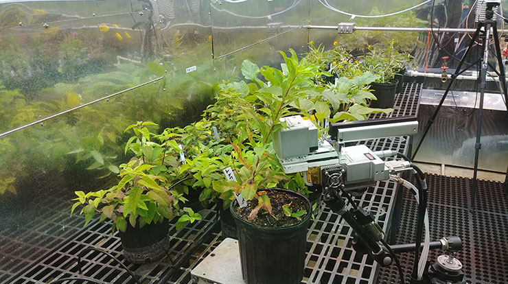 Measuring photosynthesis during the ozone study.