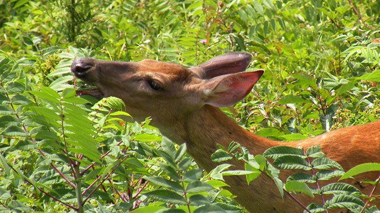 White-tailed deer actively browsing a seedling.