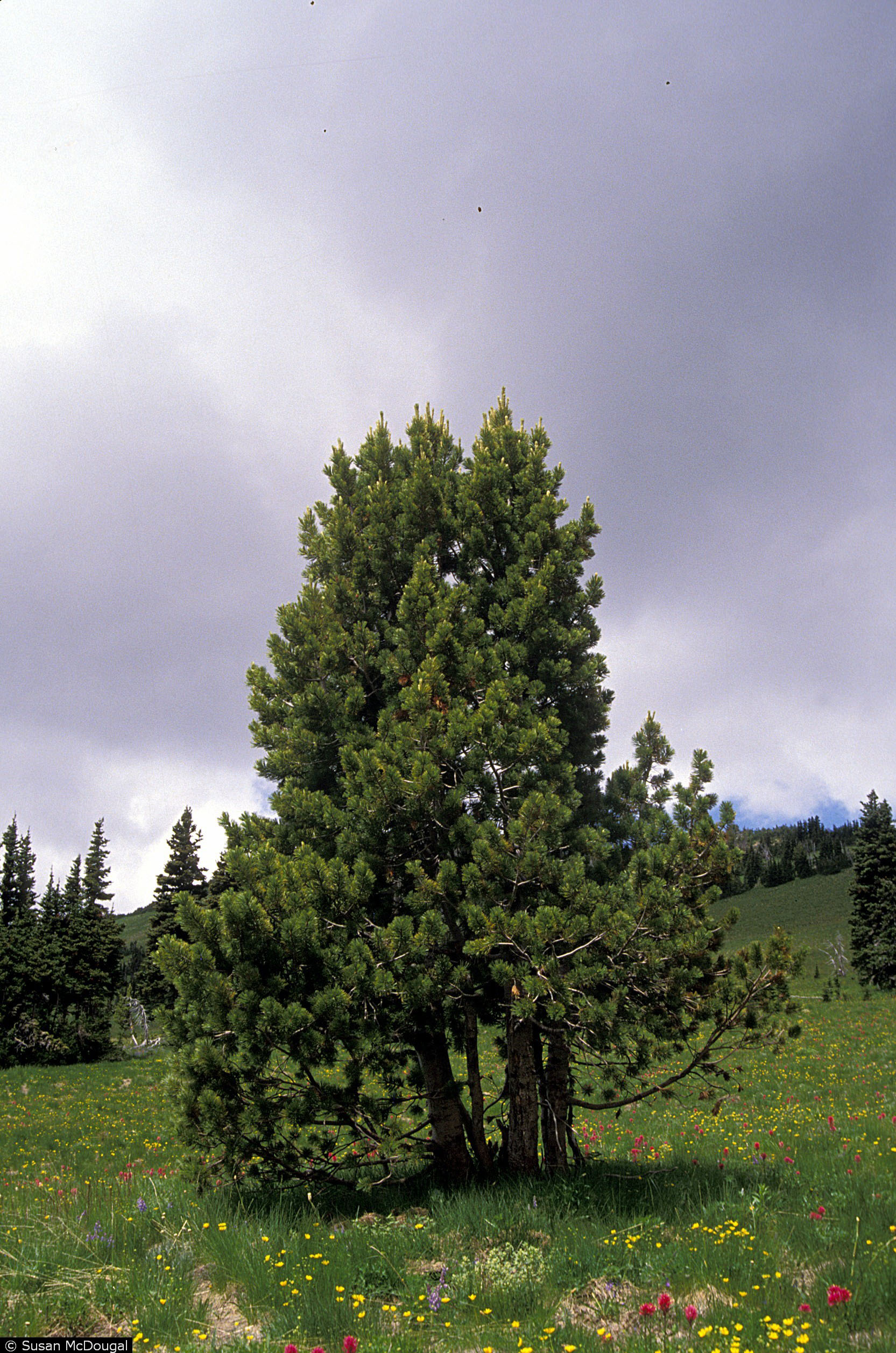 Pinus albicaulis whitebark pine trees