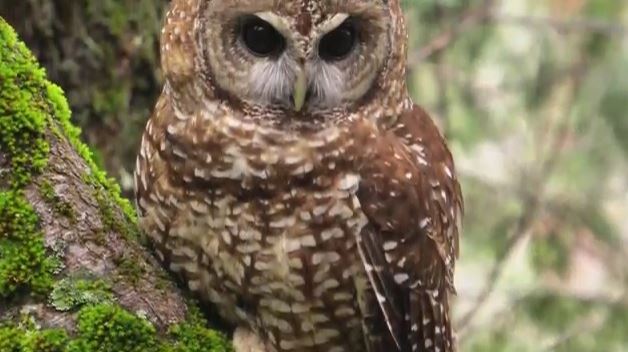 Preview image for video titled, Managing Forests and Wildlife: Spotted Owls and Fishers 