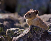 American Pika and Climate Change