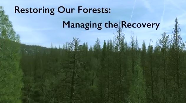 Preview image for video titled, Restoring Our Forests: Managing the Recovery 