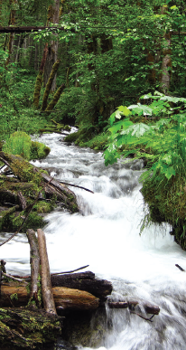 stream in the Cispus River watershed, Washington. Photo by Alanna Wong.
