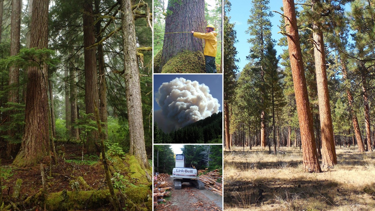 Old growth monitoring photo collage