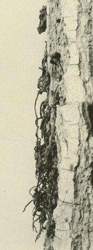 Cytospora chrysosperma (side view) on Populus.