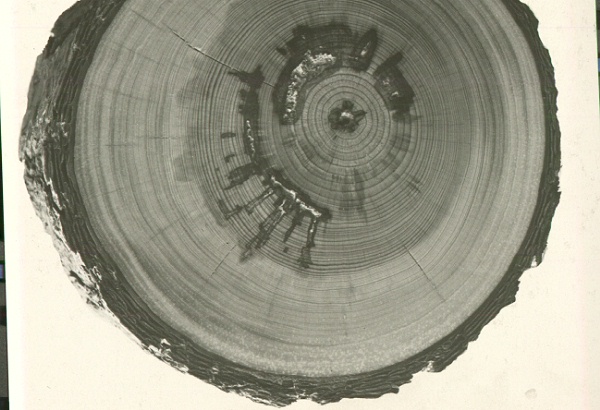 Decay of Pinus ponderosa (cross section) caused by Polyporus ellisianus.