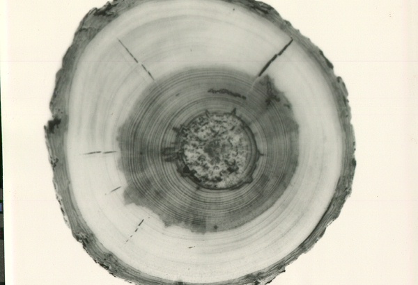 Decay of Pinus ponderosa (cross section) caused by Polyporus ellisianus.