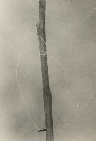 Cytospora chrysosperma (canker) on Populus alba.