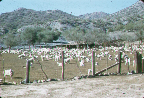 Holding pen for a goat herd grazed on adjacent desert shrub type