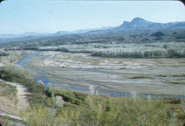 Phreatophyte communities along the San Pedro River