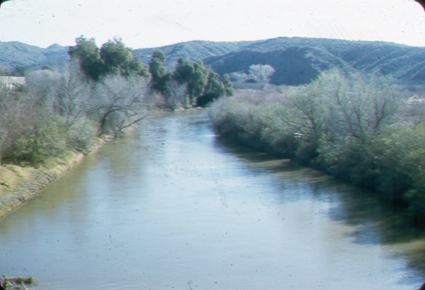 Phreatophytes along the Gila River