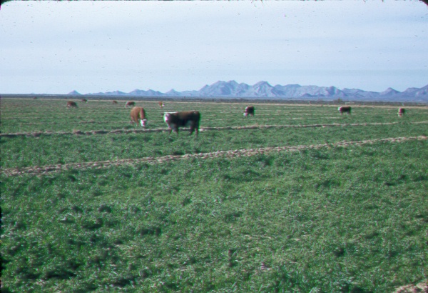 Cattle on a newly developed pasture