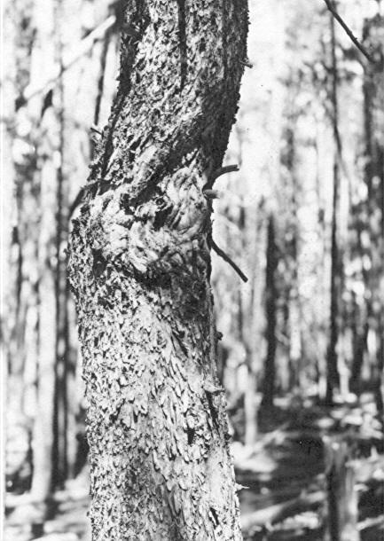 Cronartium harknesii on lodgepole pine