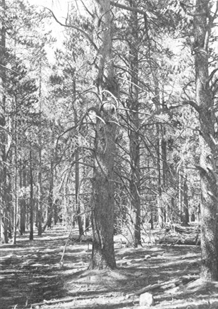 Cronartium harknesii  canker on lodgepole pine