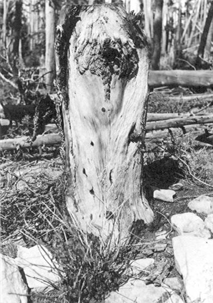 Cronartium harknesii on lodgepole pine