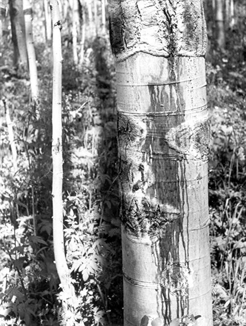 A frost crack thru rough bark margin on 12'' aspen
