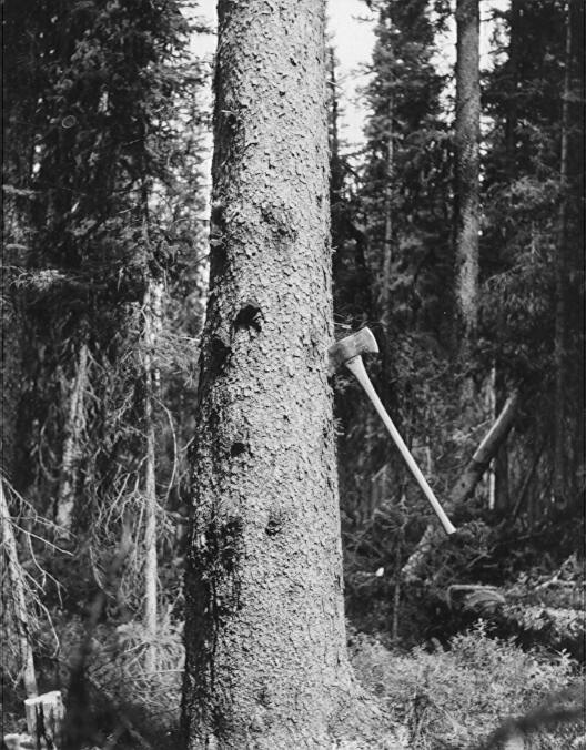 Tree 335 with F. pini sporophores 0' to 20'