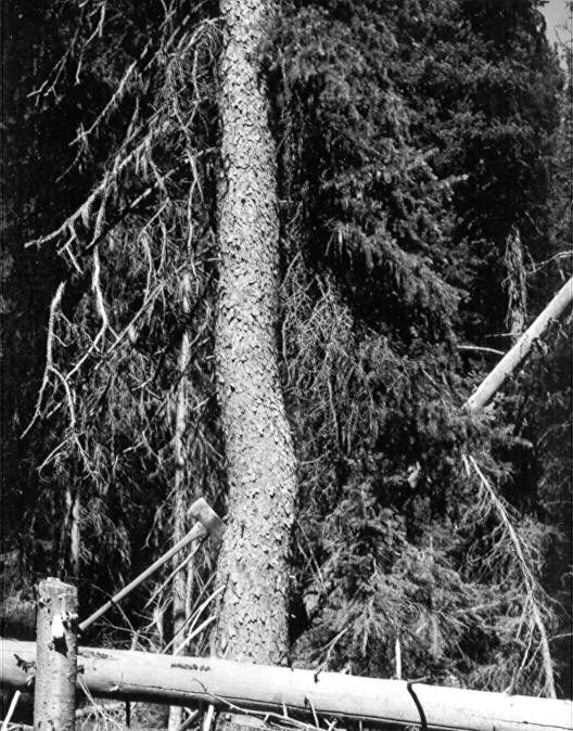 Tree 314 with crook in first log