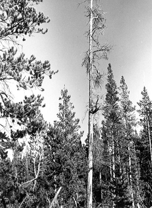 Dead 18'' mistletoe broomed lodgepole pine left in cut-over area