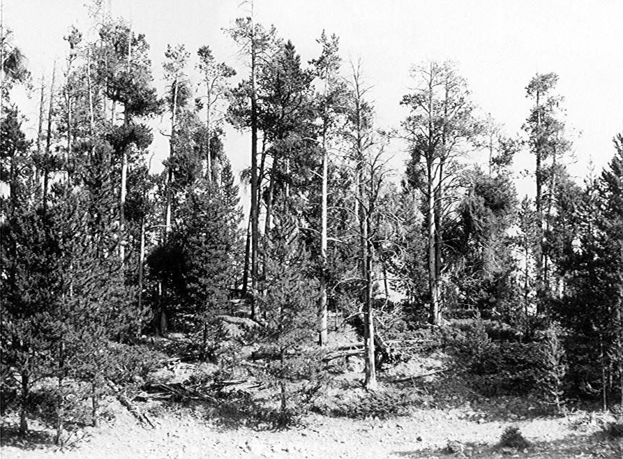 Ridge site and infected lodgepole pines with brooms and spike tops