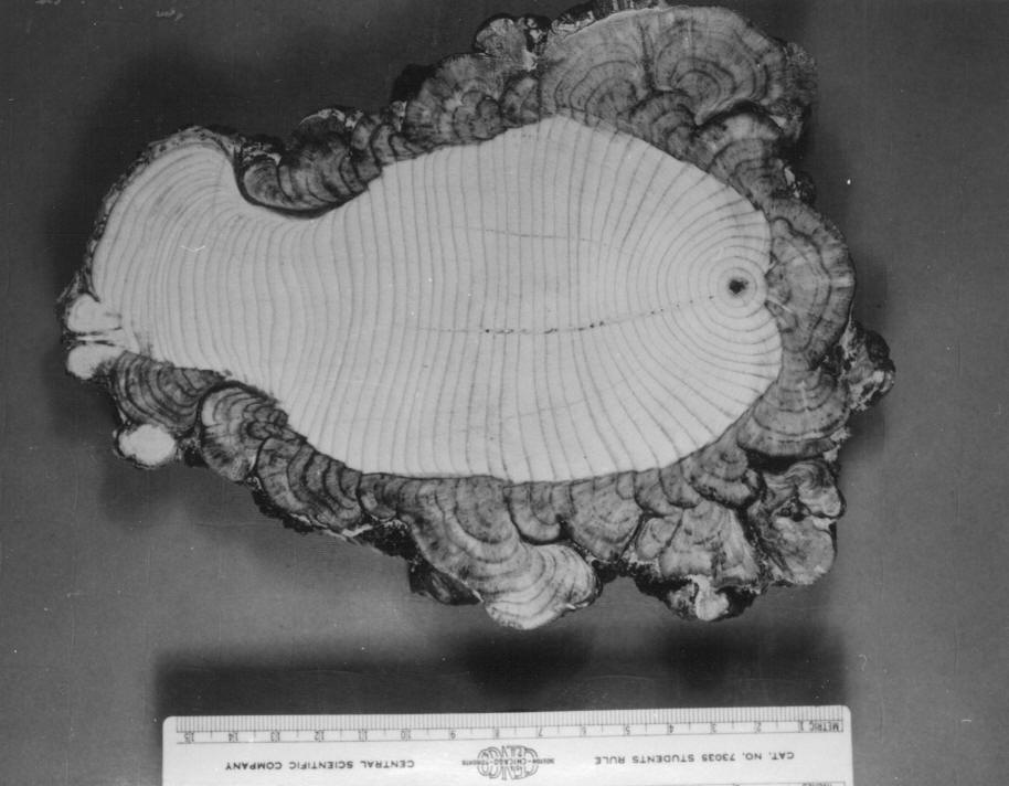 Cross sections of peridermium harknessii cankers on lodgepole pine.