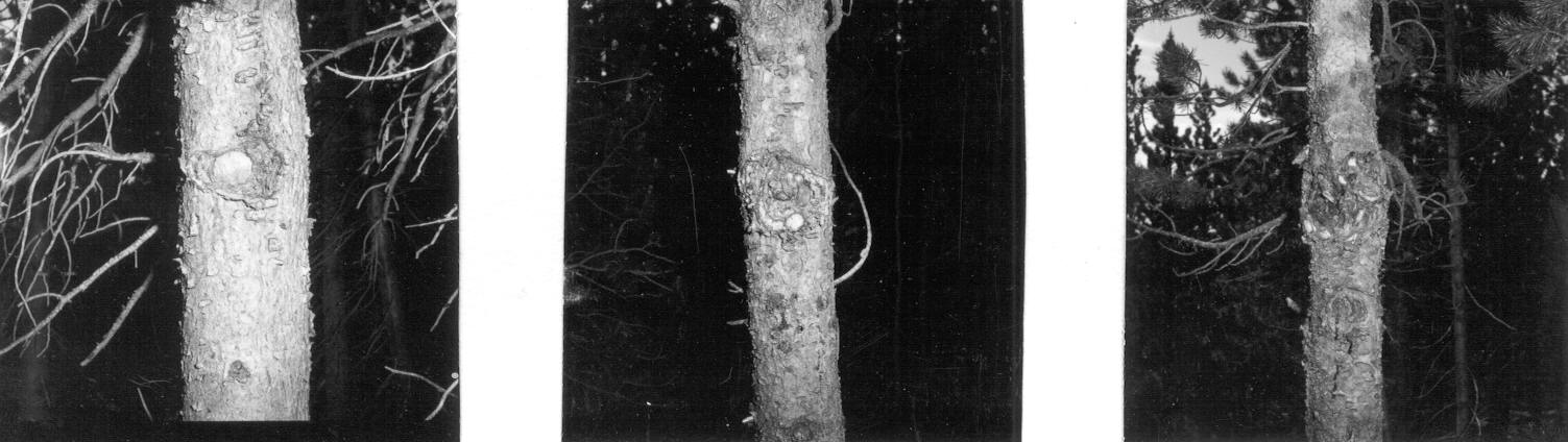 Lodgepole pine cankers active 5 years after spaying with acti-dione