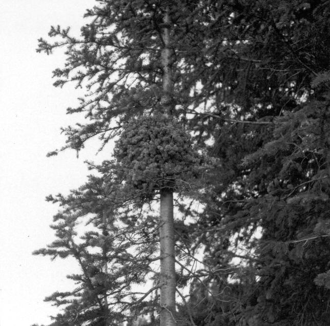 Melampsorella broom on alpine fir