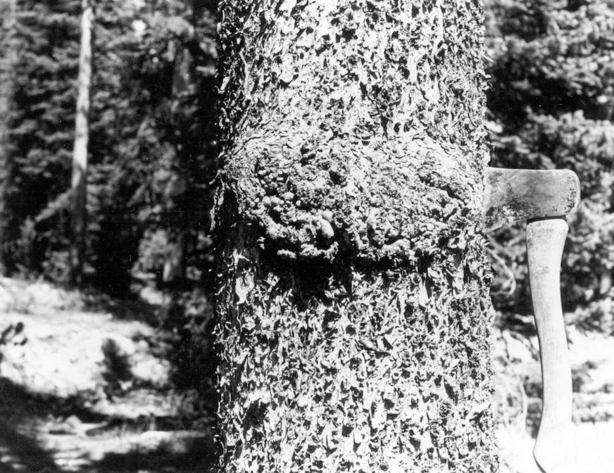 12.8'' lodgepole pine with canker at 5' healing over