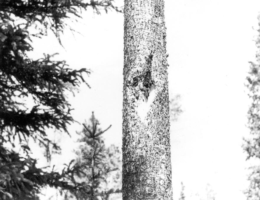 11.2'' lodgepole with canker at 14'