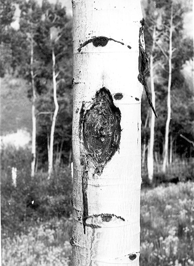 Nectria-like canker on 9'' aspen at 10' with callus removed