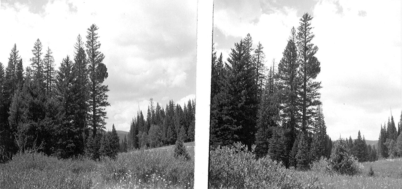 Broom of unknown cause on Engelmann spruce