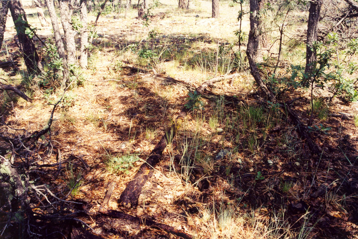 A marked fallen snag indicates the watershed boundary of Woods Canyon