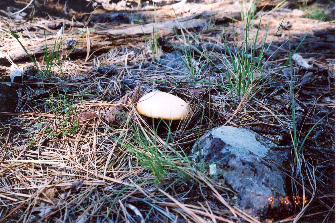 A Mushroom is breaking through the leaf litter at Woods Canyon Watershed in early September.