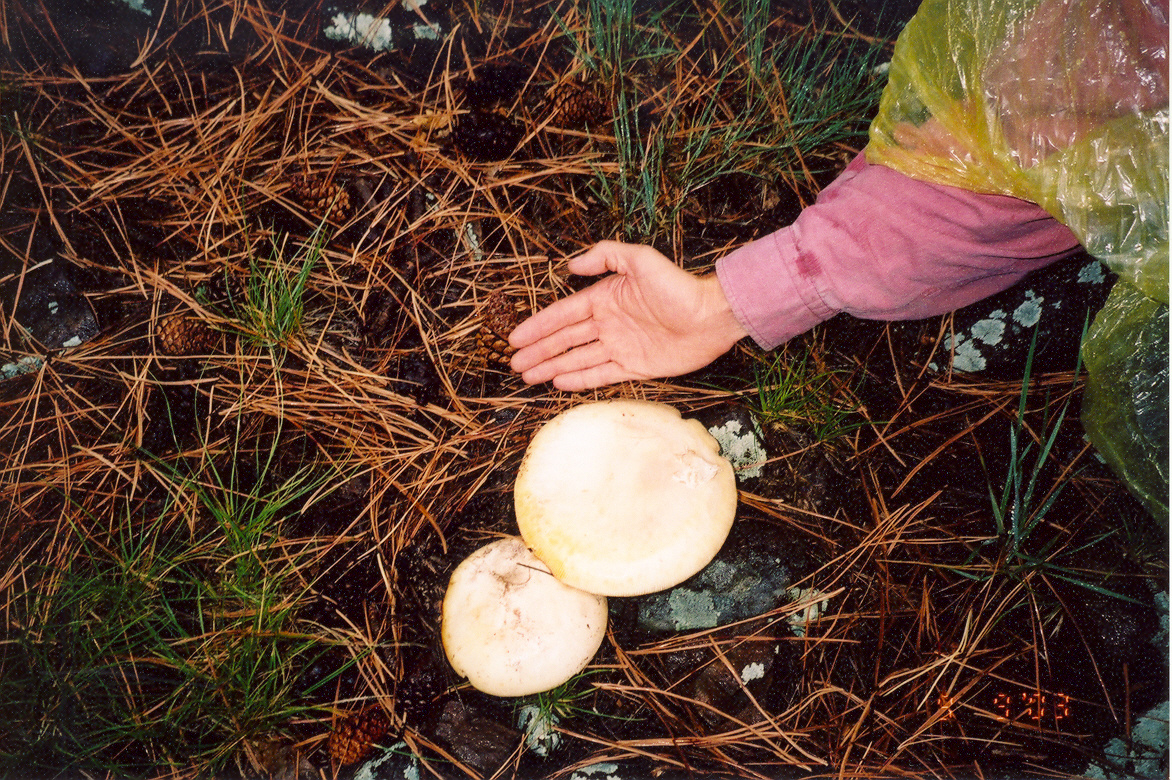 Mushrooms can reach remarkable sizes in this semi-arid watershed