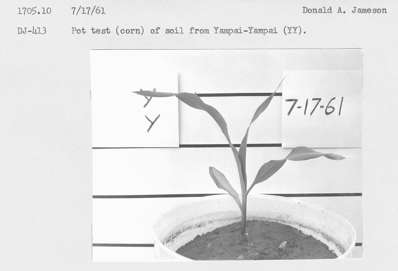 Pot test (corn) of soil from Yavapai-Yavapai (YY).